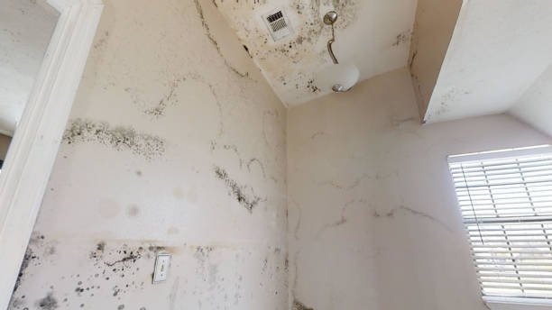 Best Forensic Mold Investigation  in Kersey, CO