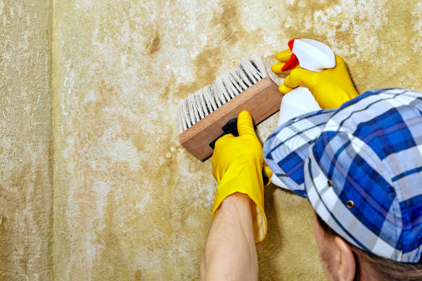 Best Mold Damage Restoration  in Kersey, CO